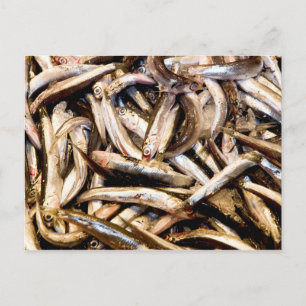 Postal Anchoas europeas