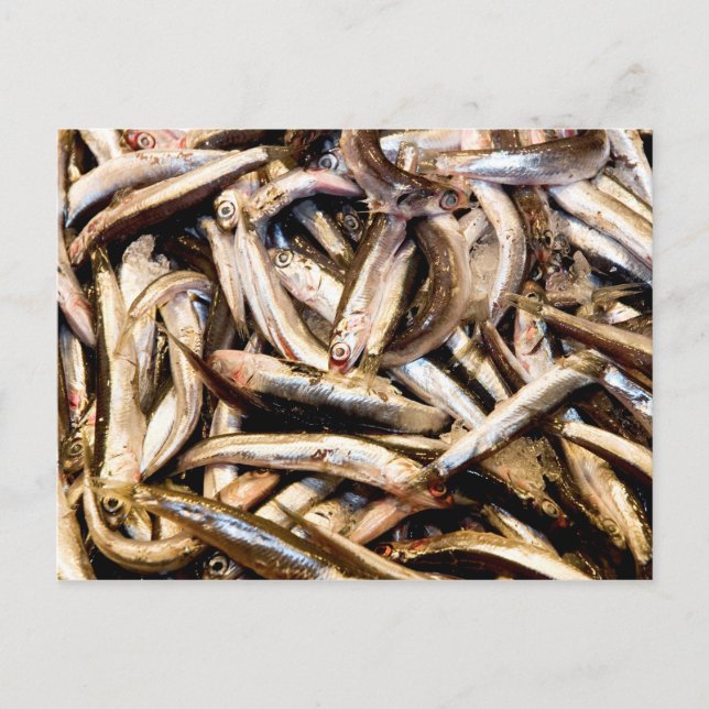 Postal Anchoas europeas (Anverso)
