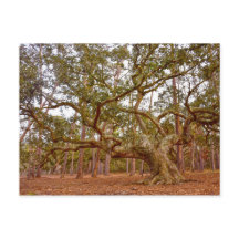 Anciano roble en vivo en la plaza Cadillac