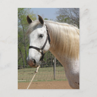 POSTAL ANDALUSIAN HORSE HEAD MORISCO