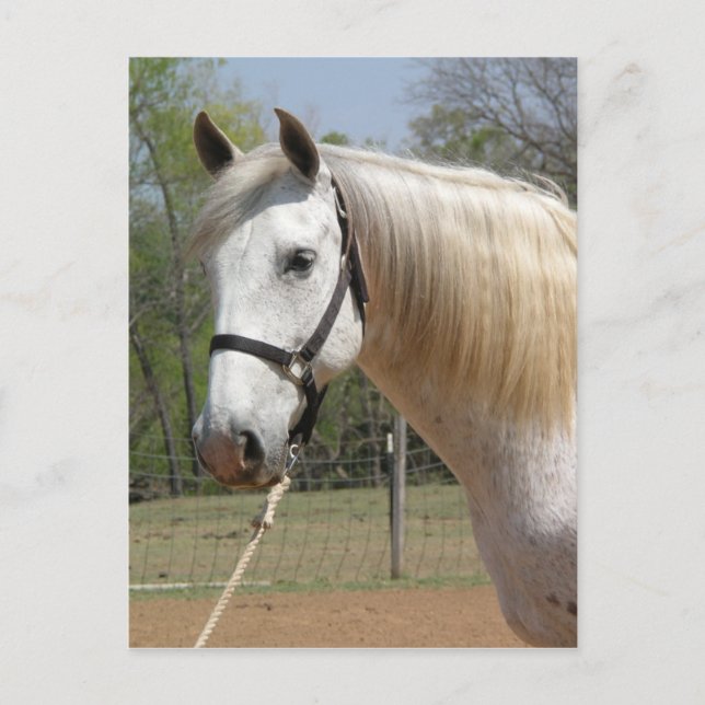 POSTAL ANDALUSIAN HORSE HEAD MORISCO (Anverso)
