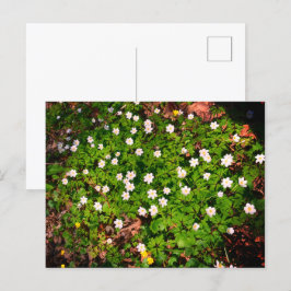 Postal Anémona de bosque, bonita flor blanca de primavera