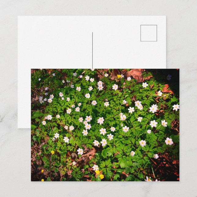 Postal Anémona de bosque, bonita flor blanca de primavera (Anverso / Reverso)