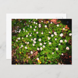 Postal Anémona de bosque, hermosa flor blanca de primaver