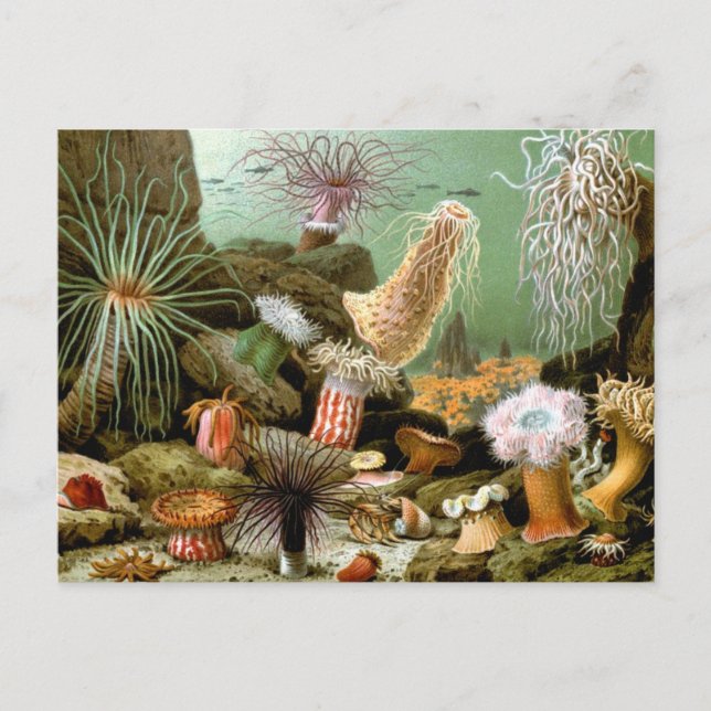Postal Anémonas de mar de época, animales oceánicos de la (Anverso)