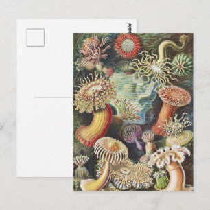 Postal Anémonas de Mar de Haeckel Arte Náutico de Vida Ma