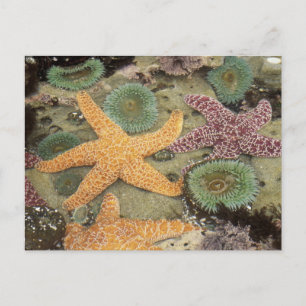 Postal Anémonas verdes gigantes y estrellas de mar ocre