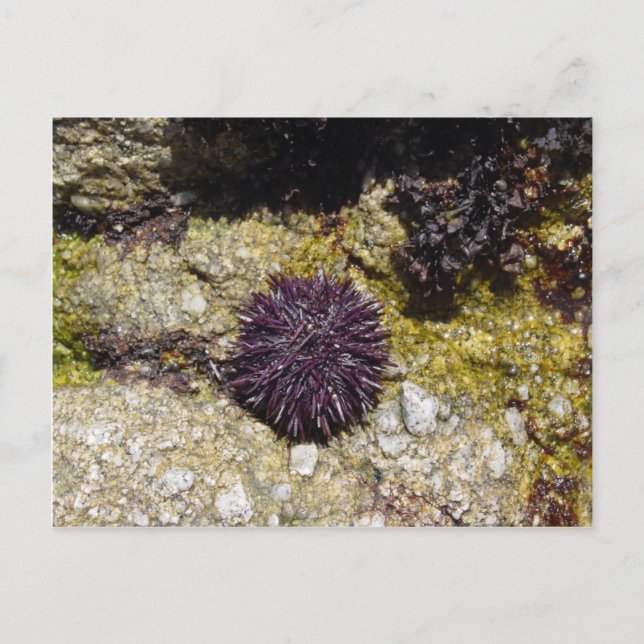 Postal Anemone (Anverso)