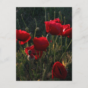 Postal Anemone