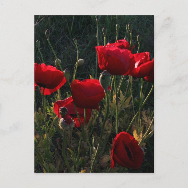Postal Anemone (Anverso)
