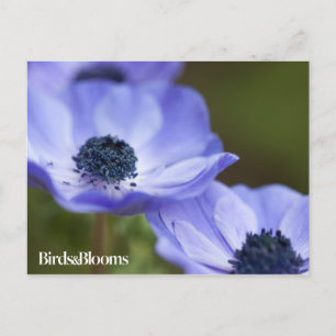 Postal Anemone azul
