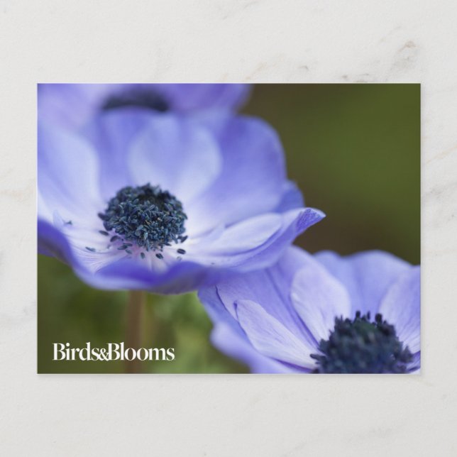 Postal Anemone azul (Anverso)