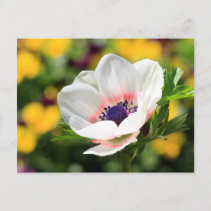 Postal Anemone blanco
