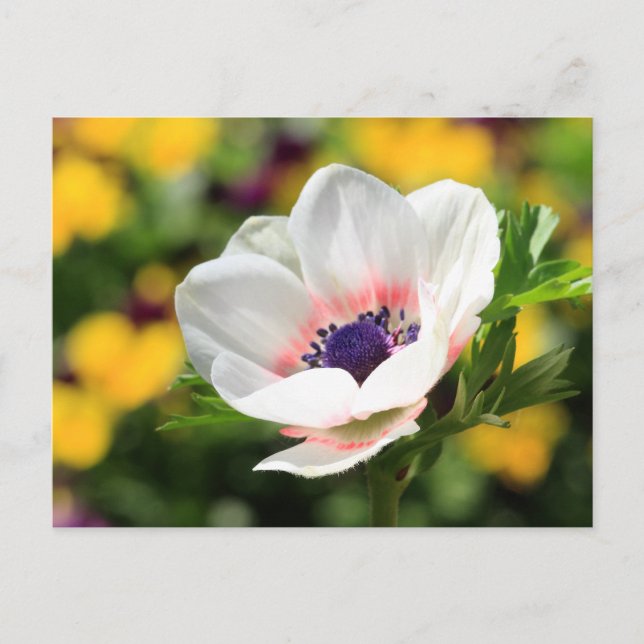 Postal Anemone blanco (Anverso)