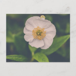 Postal Anemone de árbol