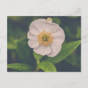 Postal Anemone de árbol