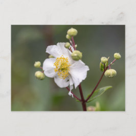 Postal Anemone de árbol
