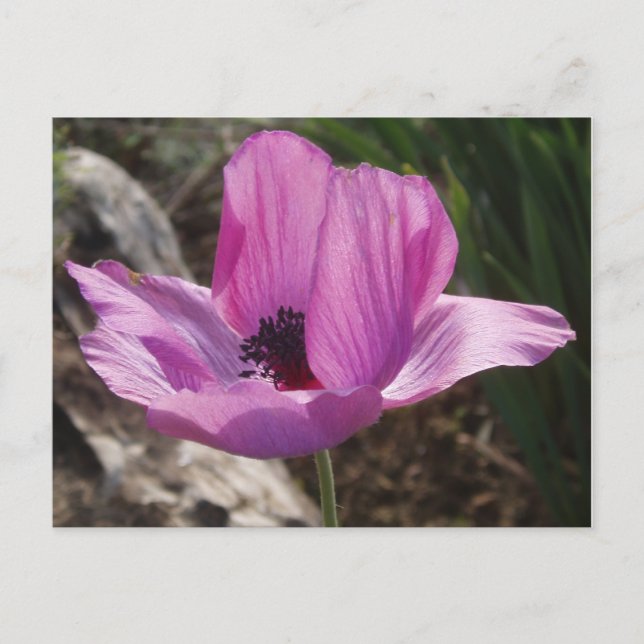 Postal Anemone Garden (Anverso)
