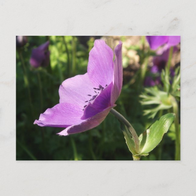 Postal Anemone Garden Poscard (Anverso)