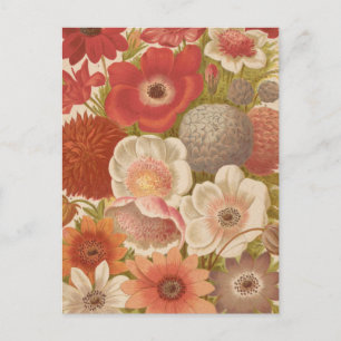 Postal Anemone   George Nicholson