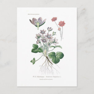 Postal Anemone hepatitis