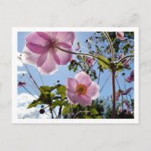 Anemone japonés