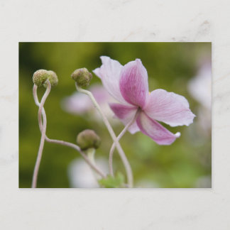 Postal Anemone japonés | Herbstanemona