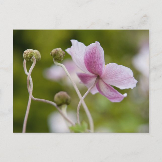 Postal Anemone japonés | Herbstanemona (Anverso)