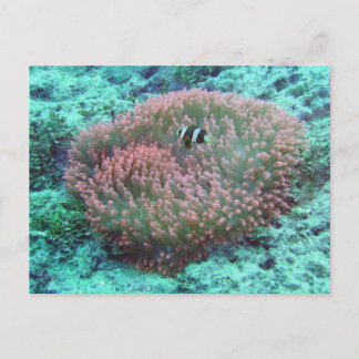 Postal Anemone marino