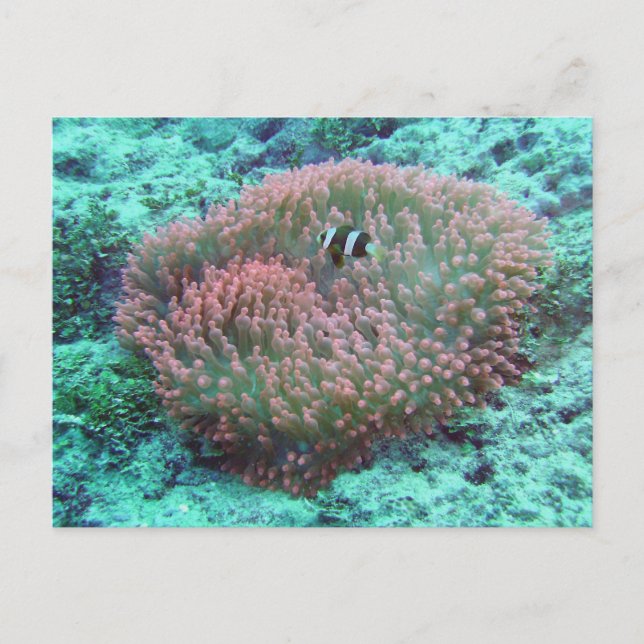 Postal Anemone marino (Anverso)