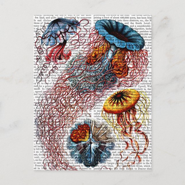 Postal Anemone marino (Anverso)