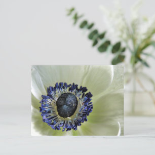 Postal Anemone Mistral Panda