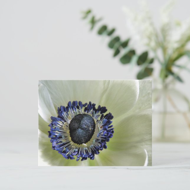 Postal Anemone Mistral Panda (Anverso de pie)