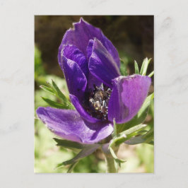 Postal Anemone Postcard