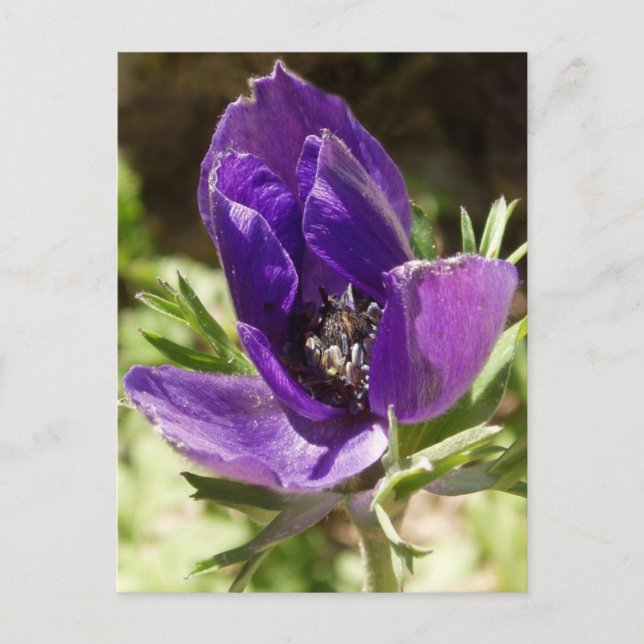 Postal Anemone Postcard (Anverso)