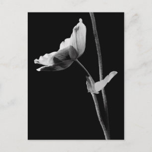 Postal Anemone Postcard B&W