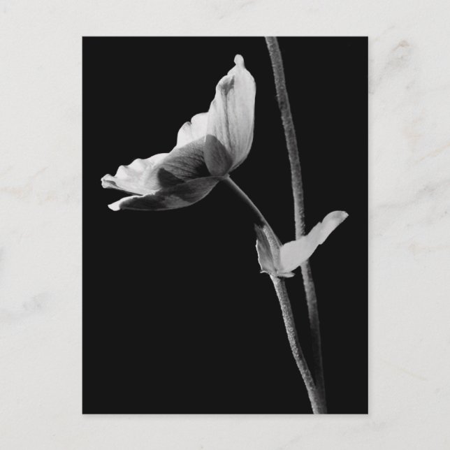 Postal Anemone Postcard B&W (Anverso)