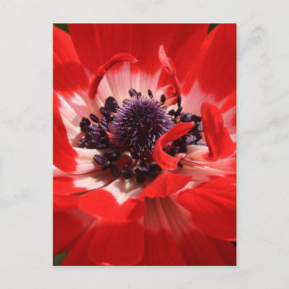 Postal Anemone rojo