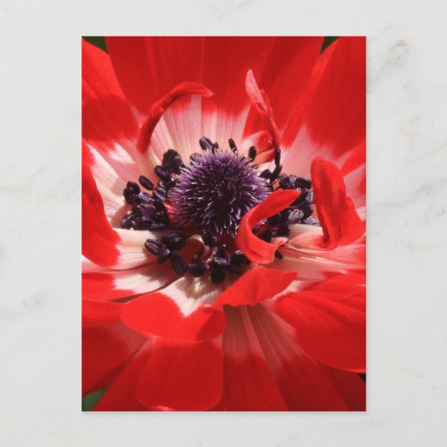 Postal Anemone rojo (Anverso)