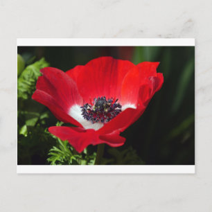 Postal Anemone rojo.JPG