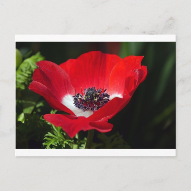 Postal Anemone rojo.JPG (Anverso)