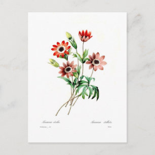 Postal Anemone stellata