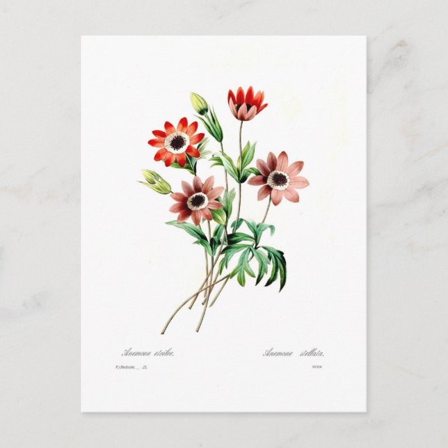 Postal Anemone stellata (Anverso)