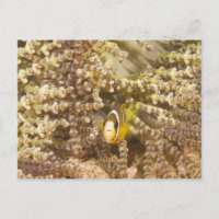 Anemonefish de Clark juvenil (Anfiprion)