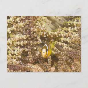 Postal Anemonefish de Clark juvenil (Anfiprion)