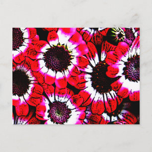 Postal Anemones