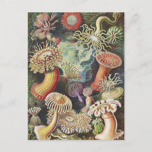 Postal Anemones marinos, Actiniae Seanemonen Ernst Haecke (Anverso)