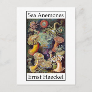 Postal Anemones marinos por Ernst Haeckel
