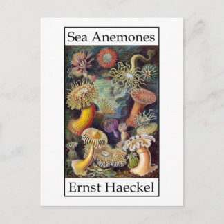 Postal Anemones marinos por Ernst Haeckel