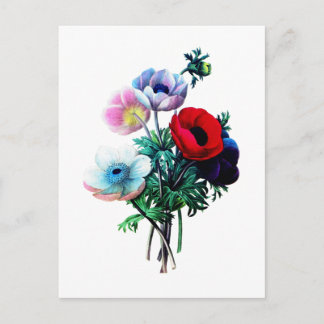 Postal Anemones rojos blancos y azules de Redoute
